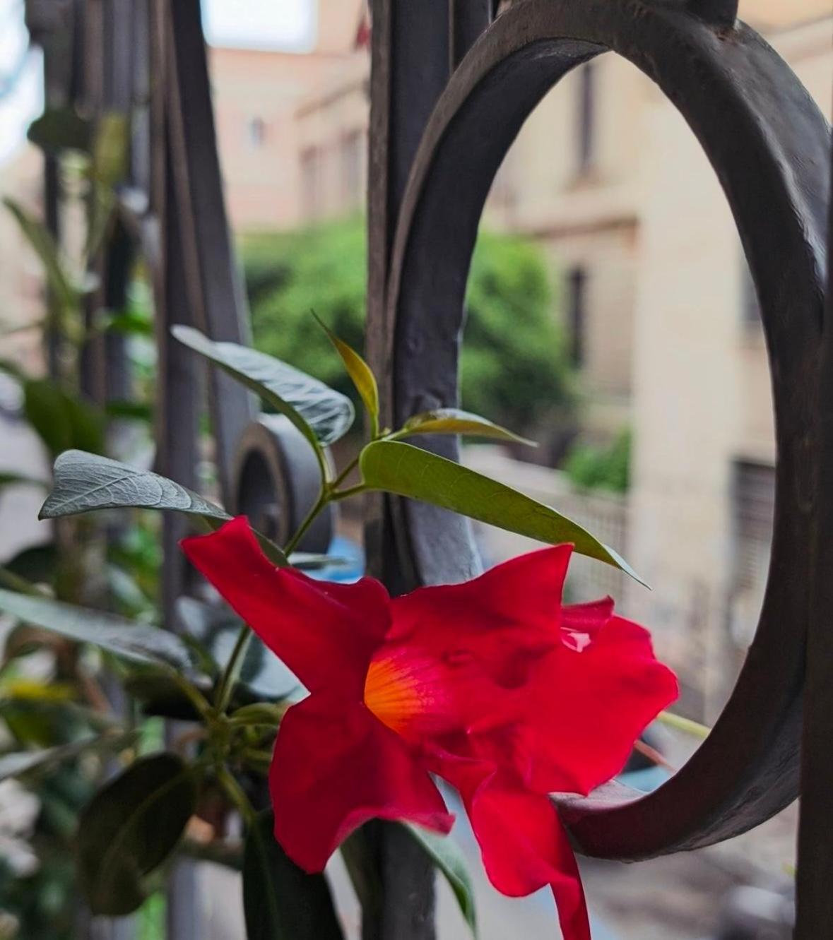 Art Palace Center Apartment Catania